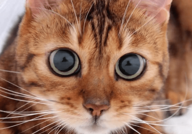 猫咪眼珠子变圆是怎么回事？本文有答案！