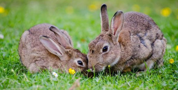 幼兔—天吃几粒兔粮？