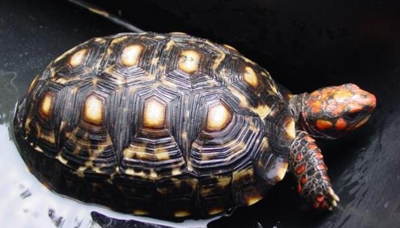 樱桃红腿陆龟可以长多大?想养的看过来 樱桃红腿陆龟可以长多大?想养的看过来