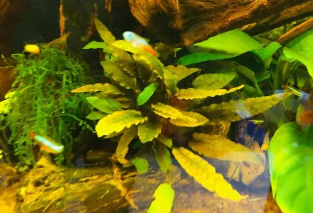 水质好不好，自己有个标准，你养的水草，鱼都很好，那才叫好水质