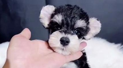 小体型狗狗品种有哪些？快来收藏！