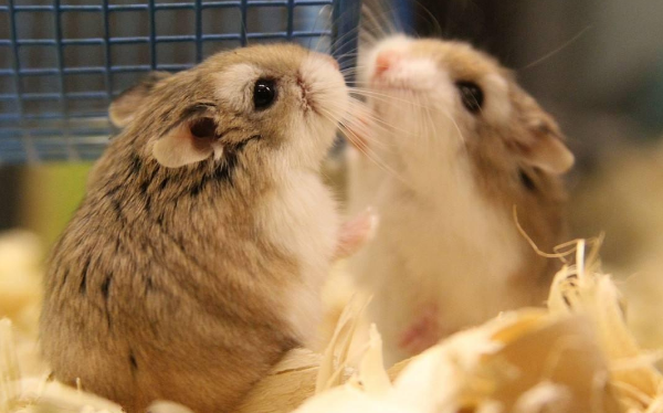 常见仓鼠磨牙石有几种？如何选择？