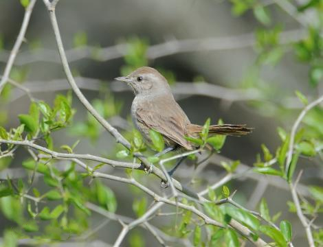 可爱的小棘雀喜欢吃什么?一起来了解一下吧! 可爱的小棘雀喜欢吃什么?一起来了解一下吧!