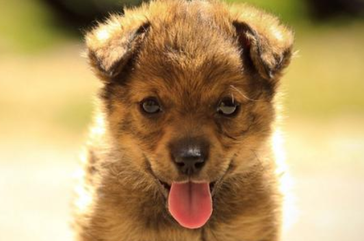 狗的舌头发紫什么原因，今天就来告诉你！