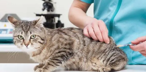 养宠科普:怎么知道猫打没打疫苗? 养宠科普:怎么知道猫打没打疫苗?
