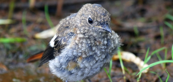 北红尾鸲怎么分公母？来看看详细教程