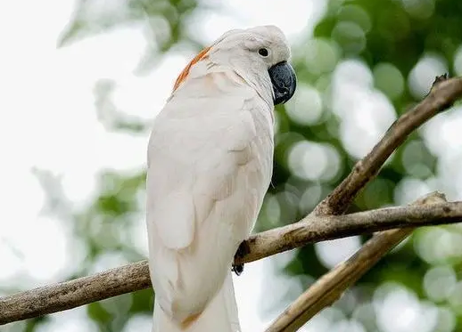 鲑色凤头鹦鹉几级保护动物？此处有解答