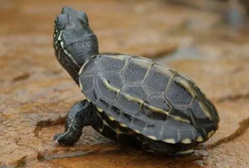 中华龟认主人吗?想养的人来了解下吧 中华龟认主人吗?想养的人来了解下吧