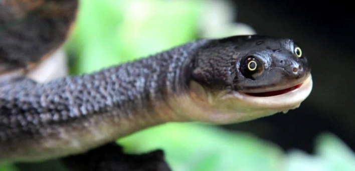 长颈龟能和其他龟混养吗？主人一定要知道！