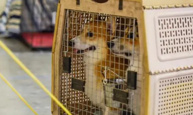 宠物托运主要有哪些托运方式？哪个方式更适合个人办理？