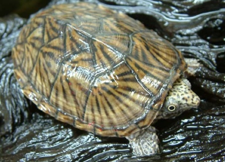 养麝香龟多久换一次水？本文替你解答