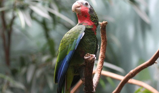 粉红凤头鹦鹉会说话吗？来看看这篇文章吧