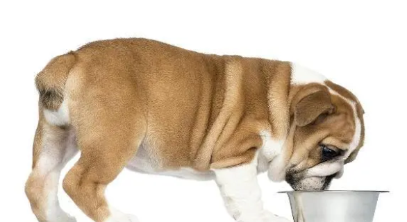 猫狗体内常见的6种寄生虫治疗方法和预防措施 猫狗体内常见的6种寄生虫治疗方法和预防措施