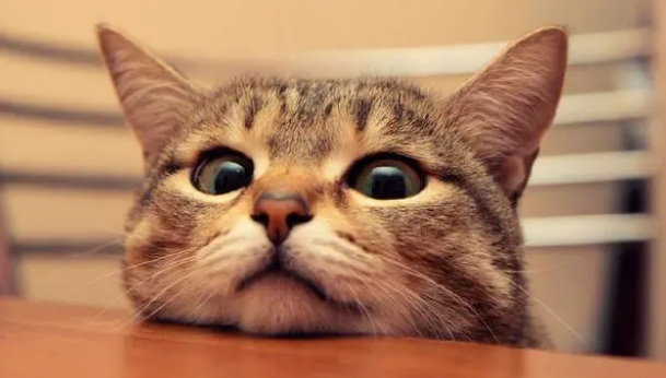 猫咪体内外驱虫与疫苗洗澡—新手养猫必学手册