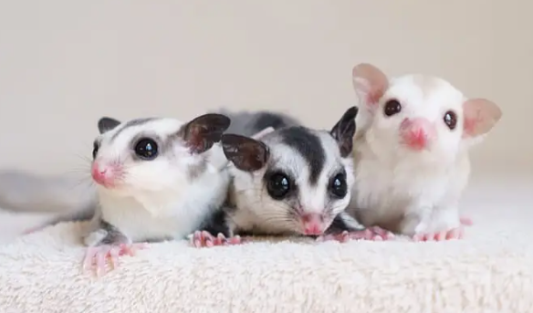 蜜袋鼯多久能认主人？了解完这些，你就明白了！