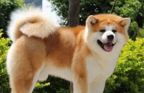 秋田犬为什么被禁养，原因有哪些？