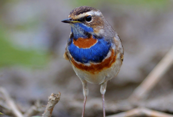 蓝喉歌鸲吃什么？饲主来get下吧