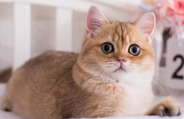 猫咪突然不肯睡猫窝了是怎么回事? 猫咪突然不肯睡猫窝了是怎么回事?