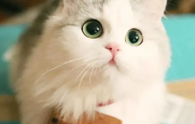 给猫咪饲喂鱼油的好处及注意事项