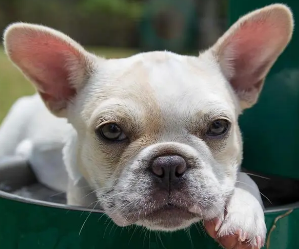 狗狗零食那么多,这些最营养健康 狗狗零食那么多,这些最营养健康