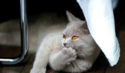 猫主食罐头和零食罐头的区别是什么？