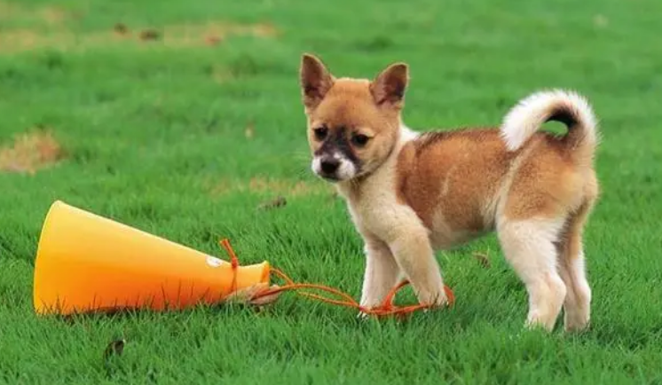 狗一般几个月长大成年？养狗必看