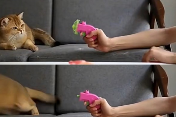 宠物圈 “多格漫”专场｜原来宠物的东西这么好玩，吸盘眺望台是个什么东东？