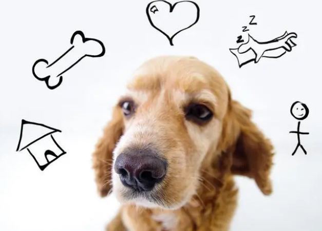 营养膏是狗狗每天必需品？兽医：没这些疾病不需要吃营养膏