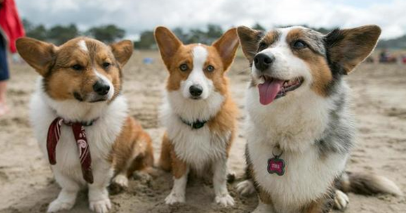 柯基犬攻击性强吗?看完你就知道了 柯基犬攻击性强吗?看完你就知道了