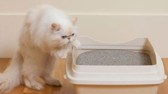 猫砂可以做肥料吗？来看看吧