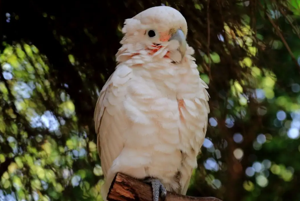 戈芬氏凤头鹦鹉怎么养？饲主可以学习下