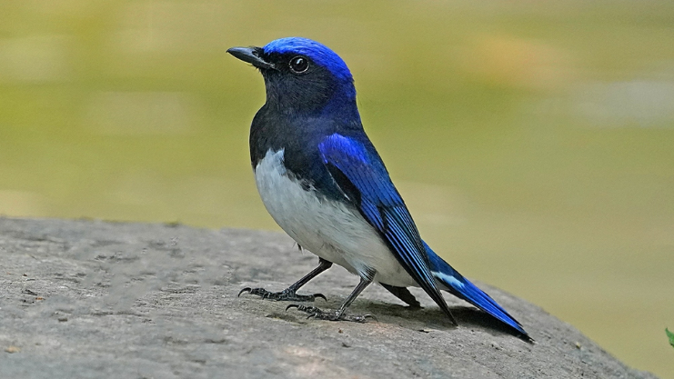 来说说白腹蓝翁一直昏睡不醒是什么原因? 来说说白腹蓝翁一直昏睡不醒是什么原因?