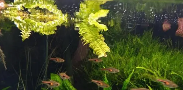 喜欢养鱼的人，在鱼缸上养这几种植物漂亮又实用！
