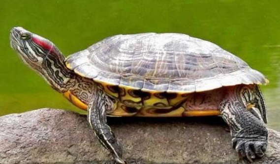 斑彩龟能长多大？可以来这了解