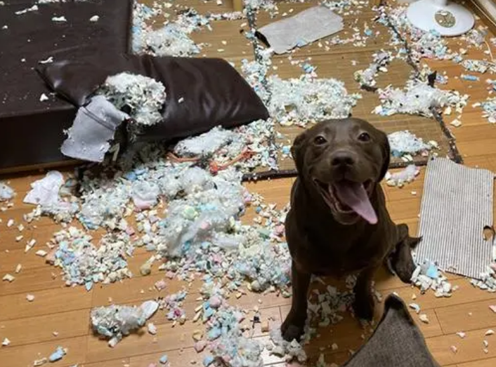 不拆家的狗有哪些？看这里就知道了