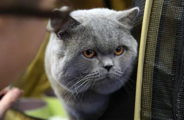 「绊运猫舍」猫干扰素最多能打几天 「绊运猫舍」猫干扰素最多能打几天