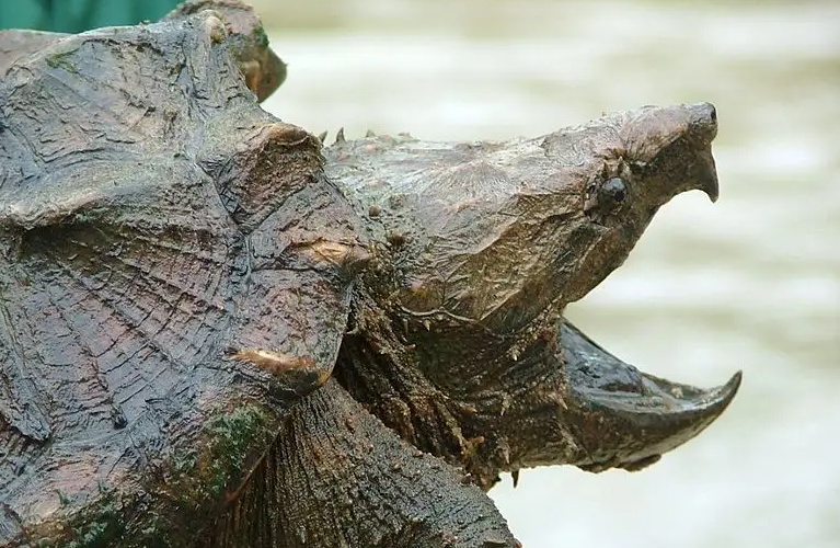 鳄龟临死前的征兆，请大家好好看！