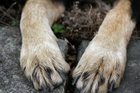 每天给狗狗吃几颗钙片就是补钙? 每天给狗狗吃几颗钙片就是补钙?