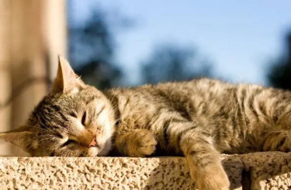 猫砂需要多久一换，你这个主人知不知道？