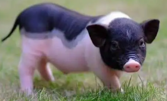 香猪拉稀怎么回事?不要慌,几招轻松解决 香猪拉稀怎么回事?不要慌,几招轻松解决