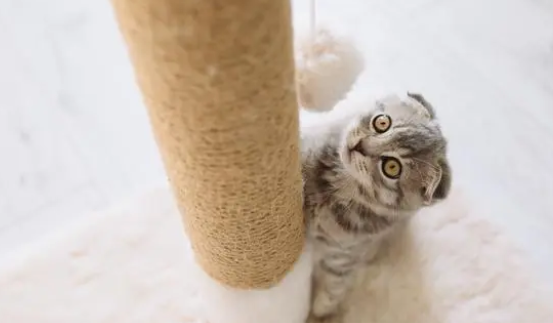 给猫买了给猫买了猫抓板，可猫还是喜欢挠家具