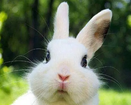 新西兰兔多少钱一只，想养的人这边瞧