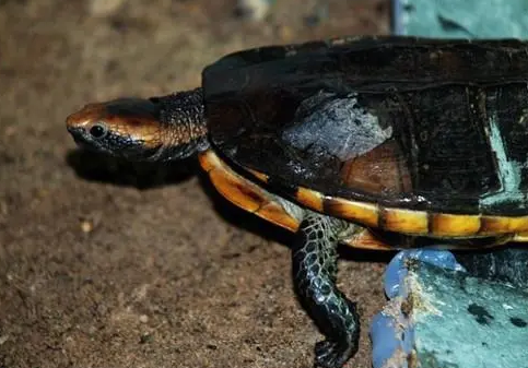 红头蛇颈龟吃什么？这篇文章告诉你