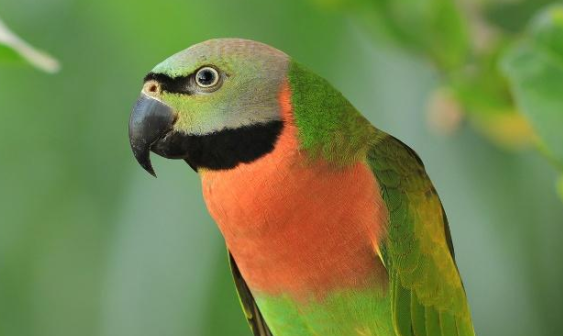 大绯胸鹦鹉能活多久？想了解的看过来！