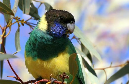 林肯港鹦鹉的寿命有多长?答案令人意外! 林肯港鹦鹉的寿命有多长?答案令人意外!