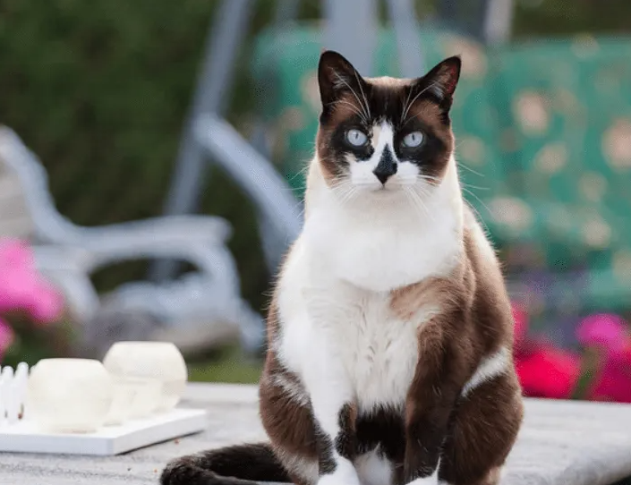 雪鞋猫稀少吗?看看本文就清楚了