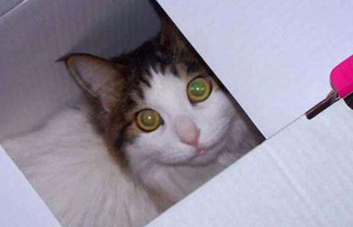 顺丰能寄宠物猫吗，想知道的来瞧一瞧