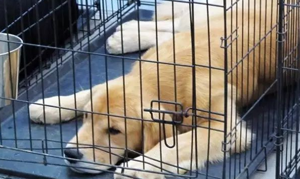 狗进笼子一直叫怎么办？主要人及时纠正