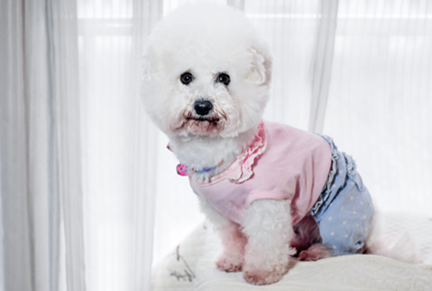 每日一问：狗能吃馒头不