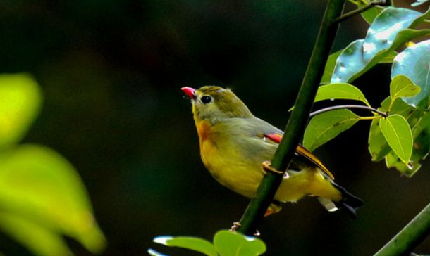 饲养小知识:相思鸟如何养才更好? 饲养小知识:相思鸟如何养才更好?